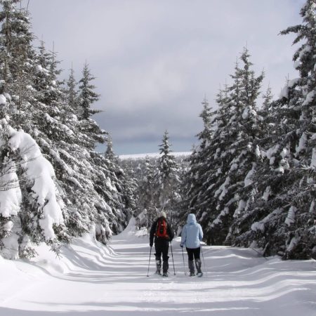 raquettes en foret